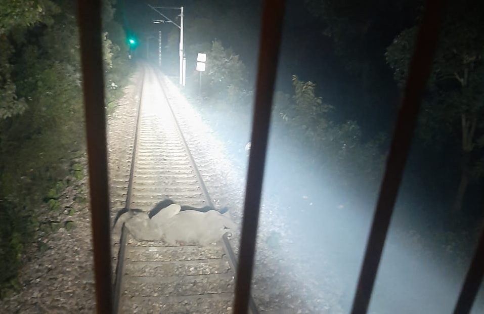 ट्रेन से कटकर हाथी के बच्चे की मौत